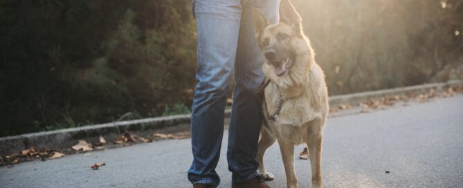 German shepherd with owner