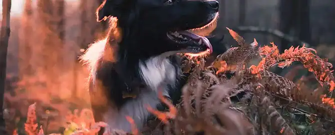 Dog in a forest during sunrise, enjoying outdoor walk with natural light and autumn foliage.