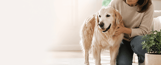 Older dog moving stiffly while being supported by a caring pet parent